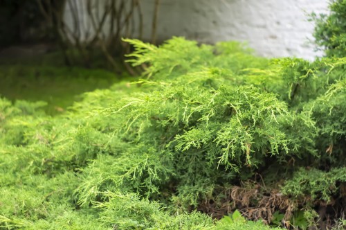 103443_Jałowiec Pfitzeriana Gold Star (Juniperus Pfitzeriana Gold Star) (1).jpg