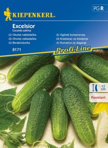 Ogórek Gruntowy 'Excelsior' F1 – Konserwowy – Kiepenkerl