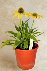 Jeżówka Fountain Yellow - sadzonka  30-50 cm