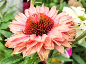 Jeżówka Apricot - sadzonka  30-50 cm