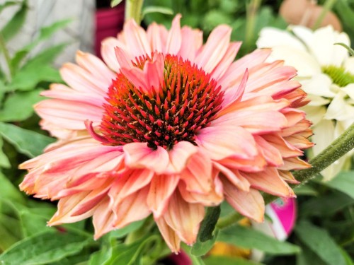 b4206e6df0041a74d1bf52bb40c80f4a