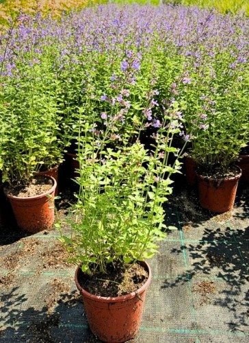 3519021b6bdcfe8bd3e0d98badd6d75f