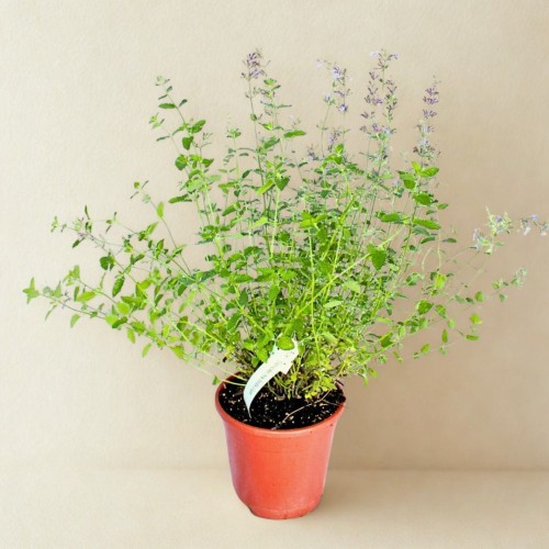 80e045e25caf5c122d0ba258210ad263