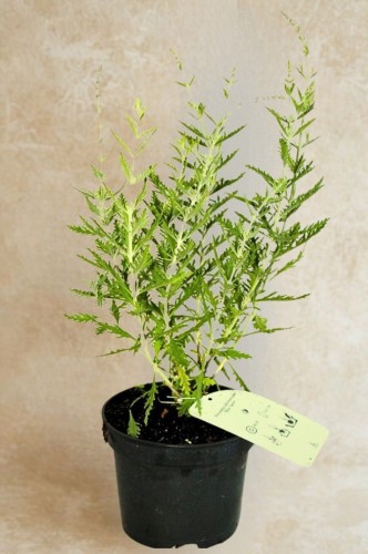 a3c24410804663bdddfbd38196237d92