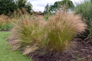 Trzcinnik Ostrokwiatowy - sadzonka 40-50 cm