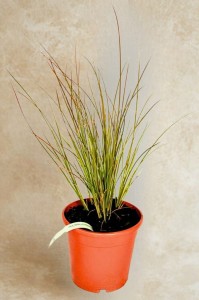 Turzyna Buchanana Red Rooster - sadzonka 30-50 cm