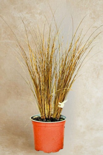 57b77c76f64ed3483216265c683f55a6