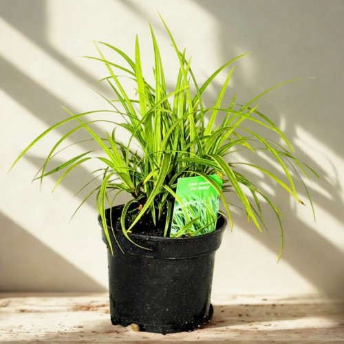 9c15b00cca2a7cec2c34b477f5e582e2