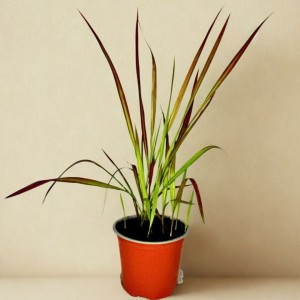 Imperata Cylindryczna Red Baron - sadzonka 40-50 cm