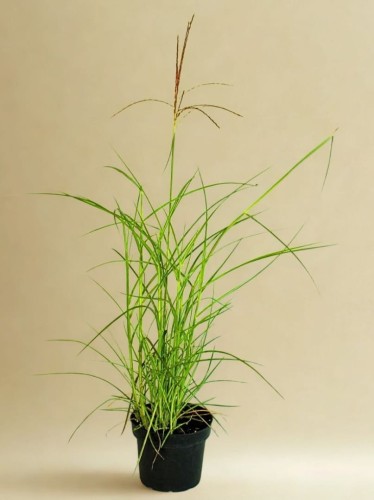 a620a243116cf42b7a5009d7a2cf3f9d