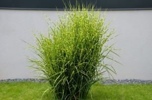 Miskant Chiński Strictus - sadzonka 50-70 cm