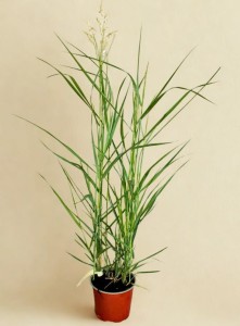 Proso Ruzgowate Squaw - sadzonka  40-60 cm