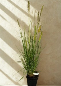 Rozplenica Japońska Black Beauty - sadzonka 40-50 cm