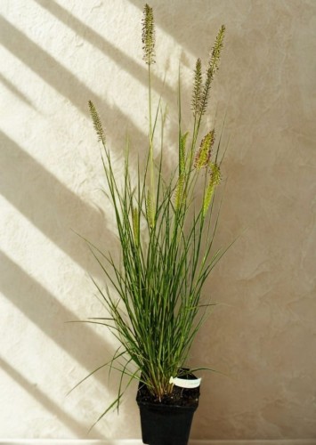 231d6479500725439d91d5c09adfb733