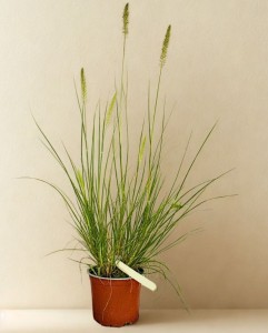 Rozplenica Japońska Hameln  - sadzonka 40-60 cm