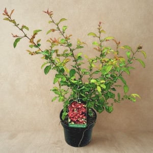 Pigwowiec Japoński - sadzonka 50-70 cm