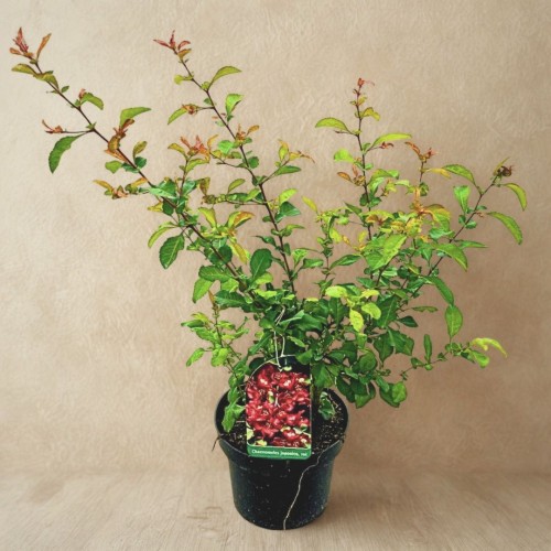 28f31e8b6dcc038dca6e25b1bdef03f8