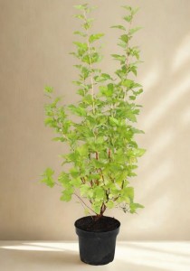 Pęcherznica Kalinolistna Luteus - sadzonka 50-70 cm