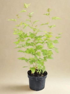 Pęcherznica Kalinolistna Darts Gold - sadzonka  50-70 cm