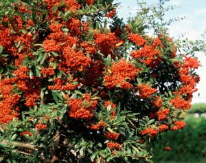 Ognik Szkarłatny Firelight - sadzonka 60-80 cm