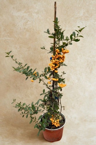 4bd60236eb1528892edef66768f86106