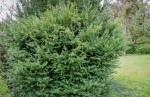 Cis Pośredni Densiformis - sadzonka 30-50 cm