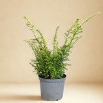 Cis Pospolity Elegantissima - sadzonka 25-35 cm