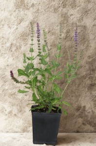 Szałwia Omszona Caradonna - sadzonka  25-35 cm