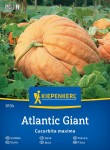 Dynia 'Atlantic Giant' – Olbrzymia – Kiepenkerl