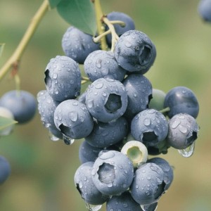 Borówka Amerykańska Duke