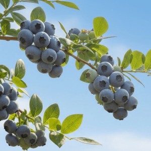 Borówka Amerykańska Bluecrop