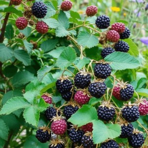 Jeżyna Bezkolcowa Thornfree