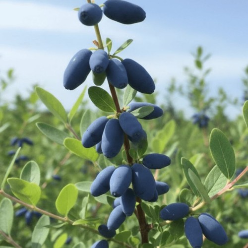 ddc48c7ae6c0467a5b732f64fc8babdc