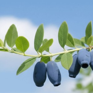 Jagoda Kamczacka Indigo Gem