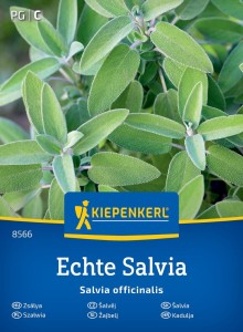 Szałwia Echte Salvia - Kiepenkerl