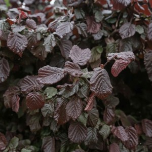 Leszczyna Pospolita Red Majestic (Corylus Avellana Red Majestic)