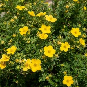 Pięciornik Krzewiasty Golfinger (Potentilla Fruticosa Goldfinger)