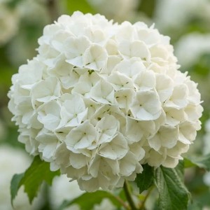 Kalina Koralowa Roseum (Viburnum Opulus Roseum)