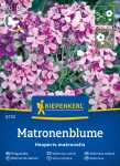 Wieczornik damski Matronenblume  Kiepenkerl