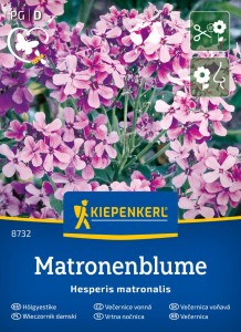 Wieczornik damski Matronenblume  Kiepenkerl