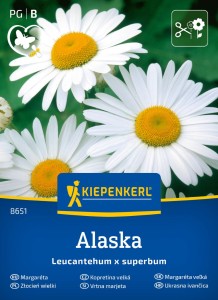 Złocień wielki Alaska - Kiepenkerl