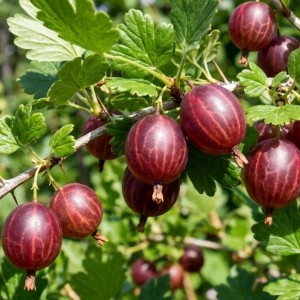 Agrest Czerwony Hinnonmaki Rot (Ribes uva-crispa Hinnonmaki Rot)