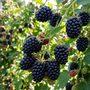 Jeżyna Bezkolcowa Black Satin (Rubus Fruticosus Black Satin)