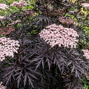 Bez Czarny Black Lace (Sambucus Nigra Black Lace)