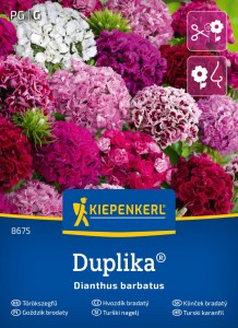 Goździk Brodaty 'Duplika' – Mix Nasion – Kiepenkerl