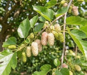 Morwa Biała (Morus Alba)