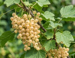Porzeczka Biała z Juterbog (Ribes Niveum Biała z Juterbog)
