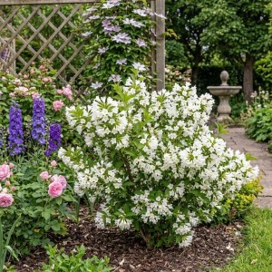 Krzewuszka Candida (Weigela florida Candida)