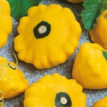 Patison 'Sunburst' – Nasiona Kiepenkerl