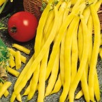 Fasola Tyczna 'Neckargold' – Żółta – Kiepenkerl